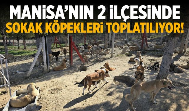 Manisa’nın 2 ilçesinde sahipsiz köpekler toplanıyor