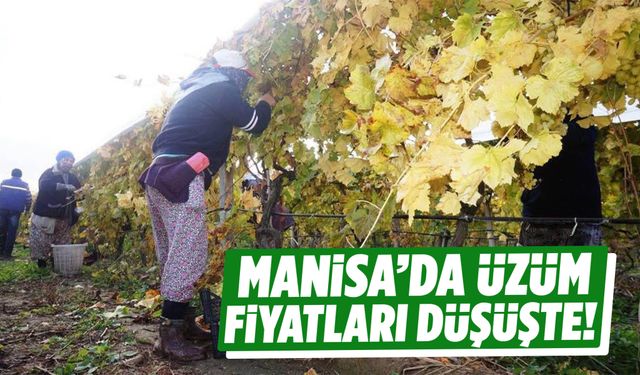 Manisa’da üzüm fiyatları düşüşte!