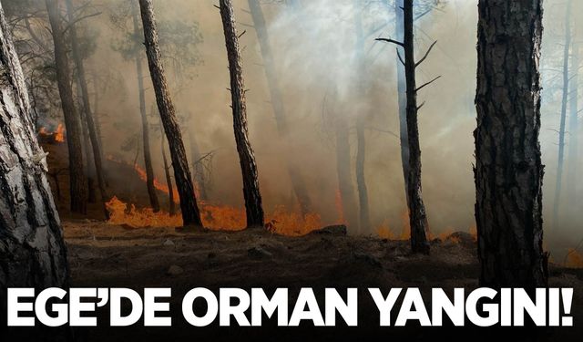 Muğla’da orman yangını! Müdahale sürüyor…