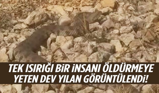 Tek ısırığı bir insanı öldürmeye yetiyor! Dev yılan görüntülendi…