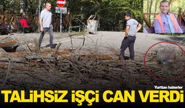 Üzerine ağaç düşen belediye işçisi hayatını kaybetti