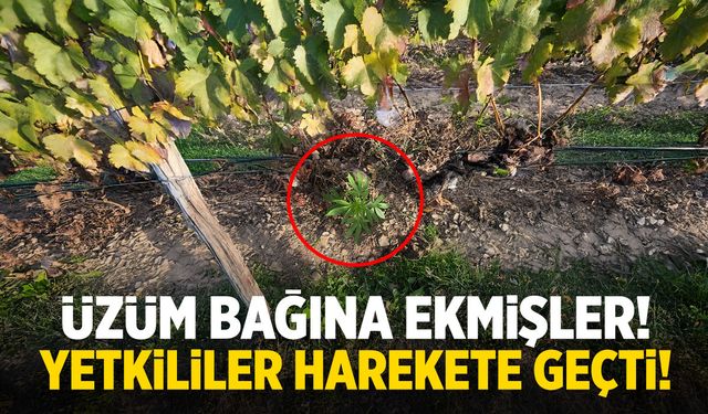 Üzüm bağına ekmişler! Yetkililer alarma geçti…