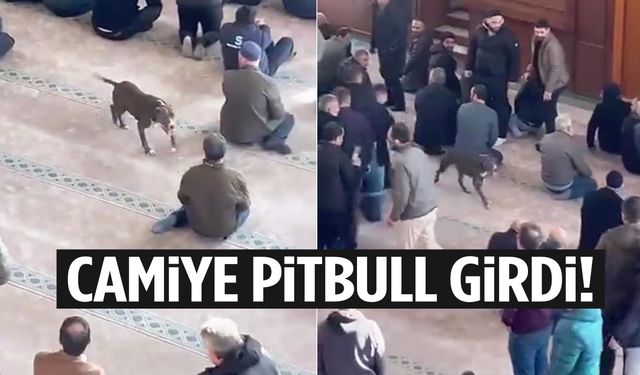 Camiye pitbull girdi!