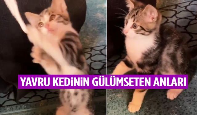 Yavru kedinin gülümseten anları