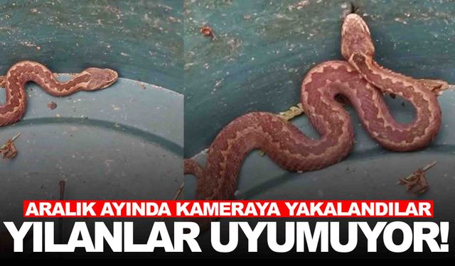 Yılanlar da uykuya yatmadı... Aralık ayında kameraya takıldı!