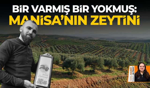 Bir varmış bir yokmuş: Manisa’nın zeytini