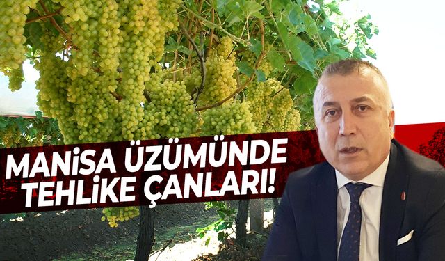 Manisa üzümünde tehlike çanları çalıyor!