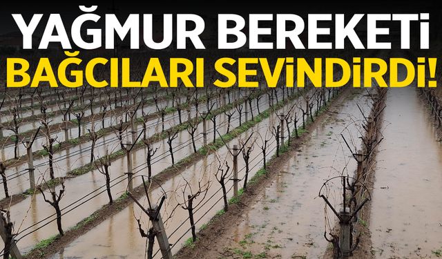 Yağmur bereketi bağcıları sevindirdi!