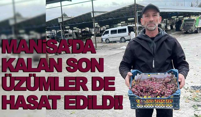 Manisa’da kalan son üzümler de hasat edildi! 2025 sezonu kapandı!