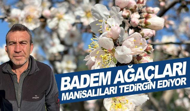 Badem ağaçları Manisalıları tedirgin ediyor