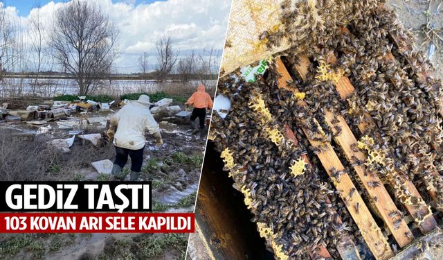 Gediz taştı… 103 kovan arı sele kapıldı!