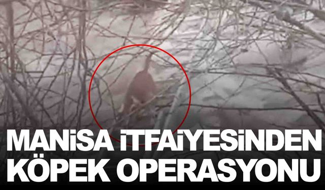 Manisa itfaiyesinden köpek operasyonu… Derede mahsur kalmıştı