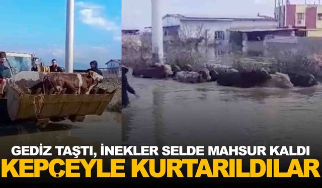 Selde mahsur kalan inekler boğulmaktan kurtarıldı