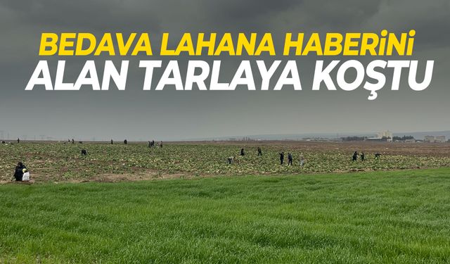 Bedava lahana yağmur dinlemedi! Tarlaya akın ettiler