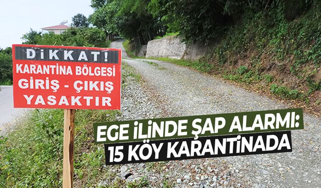 Ege ilinde şap alarmı: 15 köy karantinada