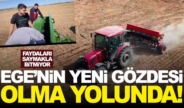 Faydaları saymakla bitmiyor… Ege’nin yeni gözdesi olma yolunda