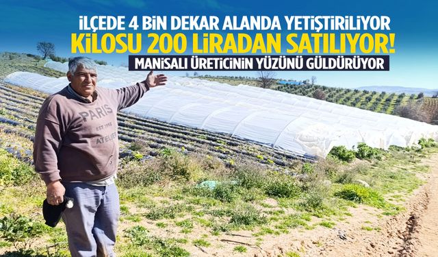 İlçede 4 bin dekar alanda yetiştiriliyor… Kilosu 200 liradan satılıyor!