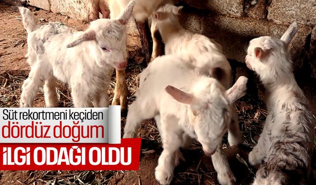Mahallenin ilgi odağı oldular... Süt rekortmeninden dördüz doğum