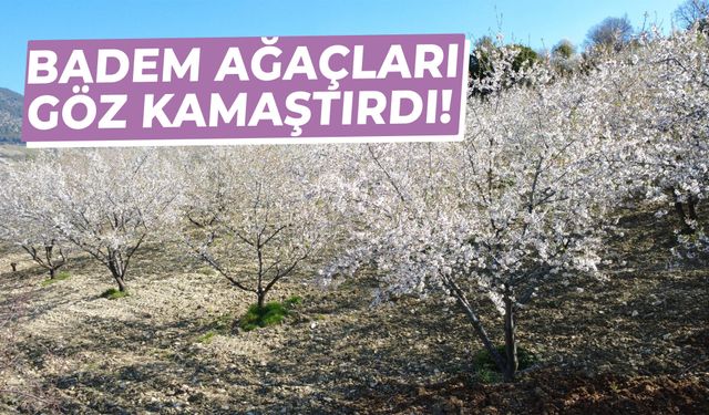 Manisa’da badem ağaçları göz kamaştırdı!