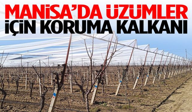 Manisa’da üzümler için koruma kalkanı