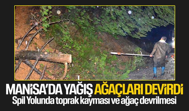 Spil yolunda ağaçlar devrildi