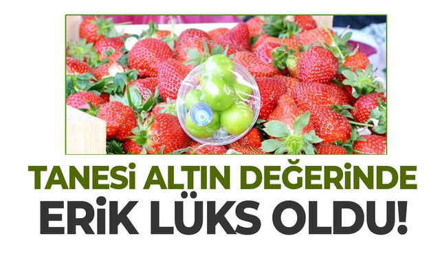 Tanesi altın değerinde! Manisa’da erik lüks oldu