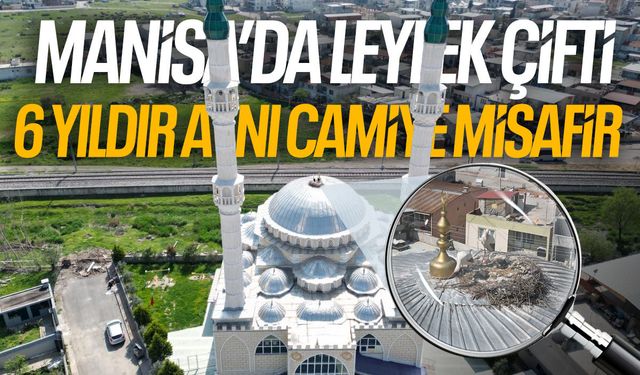 Manisa’da leylek çifti 6 yıldır aynı camiye misafir