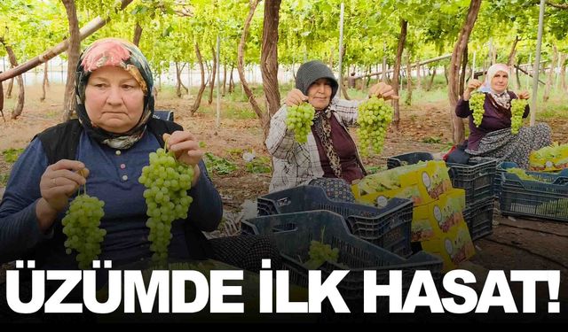 Sezonun ilk üzümü hasat edildi… Ama Manisa’da değil!