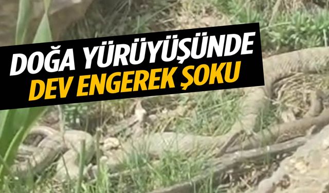Doğa yürüyüşünde dev engerek şoku!