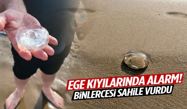 Ege kıyılarında alarm! Binlercesi sahile vurdu