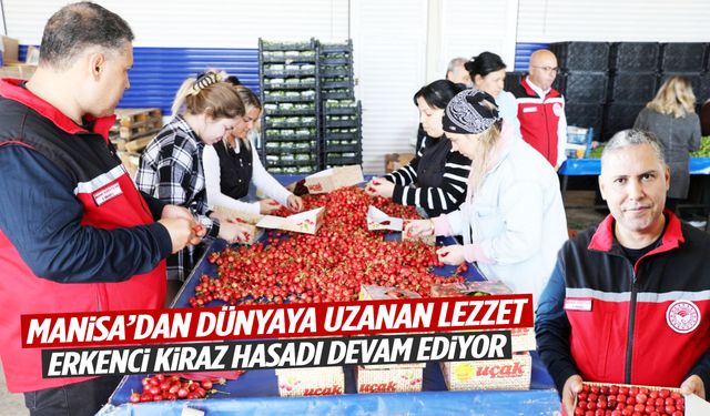 Manisa’da geçen yıl don vurmuştu… Erkenci kiraz hasadı devam ediyor!