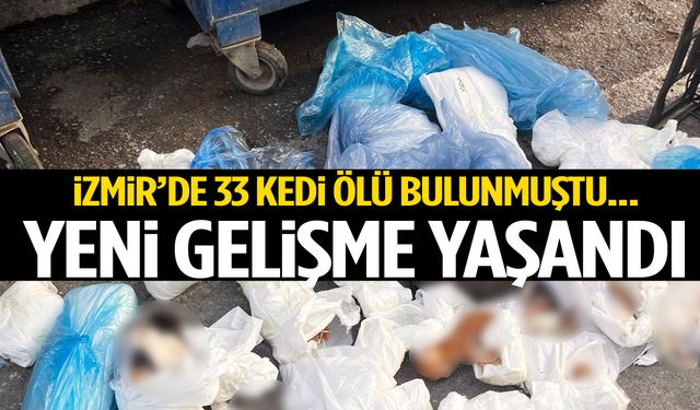 İzmir’de 33 kedi ölü bulunmuştu… Yeni gelişme yaşandı!