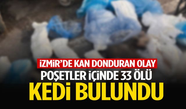 İzmir’de çöpteki poşetlerden 33 kedi ölüsü çıktı!
