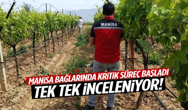 Manisa bağlarında kritik süreç başladı! Tek tek inceleniyor