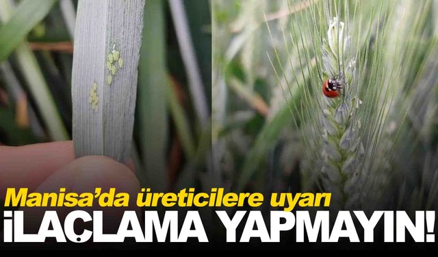 Manisa’da çiftçilere ‘ilaçlama yapmayın’ uyarısı!