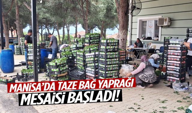 Manisa’da taze bağ yaprağı mesaisi başladı!