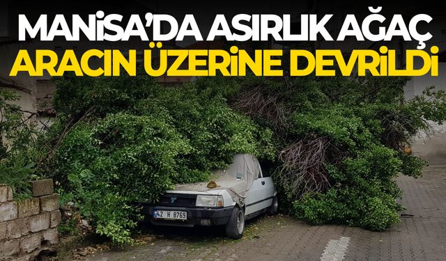 Manisa’da asırlık ağaç aracın üzerine devrildi