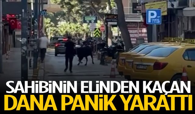Sahibinin elinden kaçan dana panik yarattı