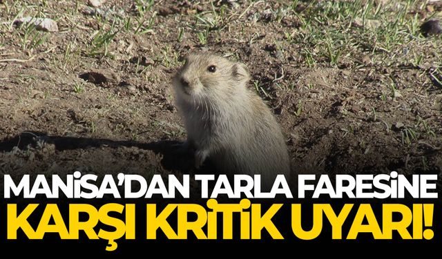 Manisa’dan tarla faresine karşı kritik uyarı!