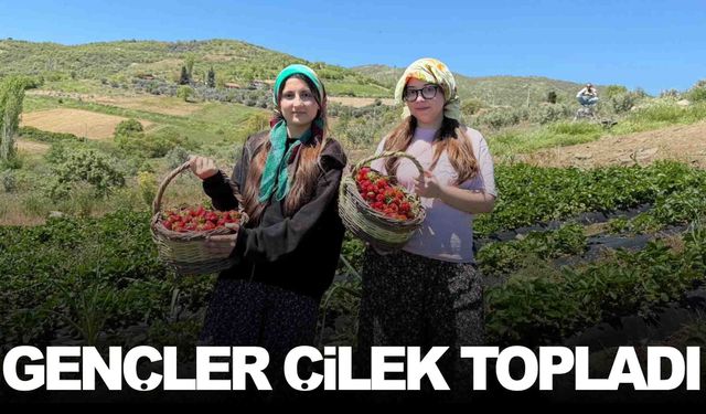 Manisa’da gönüllü gençler çilek hasadında