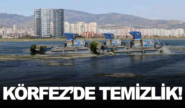 İzmir Körfezi’nde deniz marulu alarmı