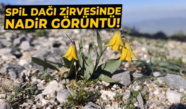 Spil Dağı zirvesinde nadir görüntü!