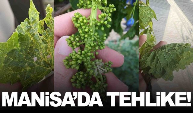 Manisa’da bağlar tehlike altında... Yağışlı hava riski iyice artırdı!