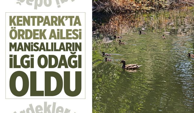 Kentpark'ta ördek ailesi ilgi odağı oldu