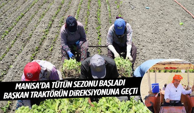 Manisa’da tütün sezonu başladı! Başkan traktörün direksiyonuna geçti!