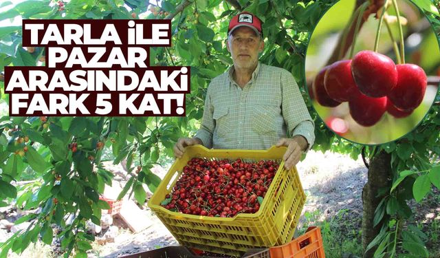 Manisalı kiraz üreticisi tepkili... Tarlada 150 pazarda 750 lira!