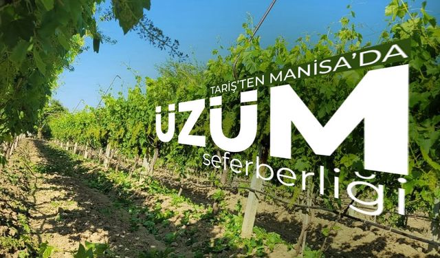 Tariş'ten Manisa'da üzüm seferberliği