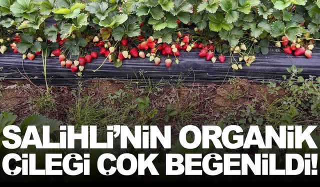 Salihli’nin organik çileği sofraların gözdesi oldu
