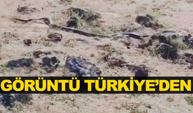 Görüntü Türkiye’den… Tüyler ürpertti… 3 metre uzunluğunda!