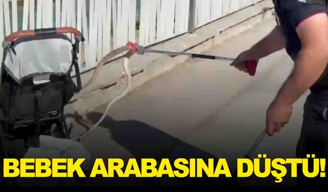 Şaşkına çeviren olay! Ağaçtan bebek arabasına yılan düştü